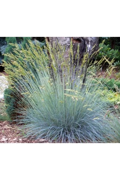 Вівсяниця сиза декоративна ‘Elijah Blue’ на клумбі